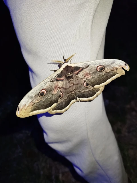 Saturnia pyri - nagy pávaszem