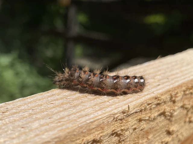 Acronicta rumicis - sóska-szigonyosbagoly Acronicta rumicis - sóska-szigonyosbagoly