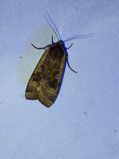 Noctua pronuba - nagy sárgafűbagoly