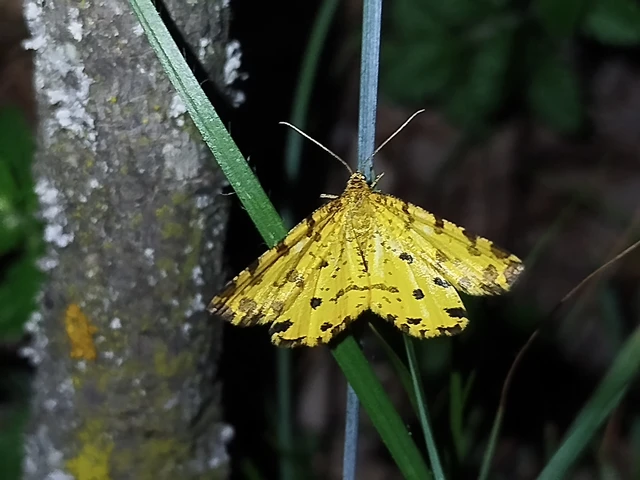 Pseudopanthera macularia - párducfoltos araszoló