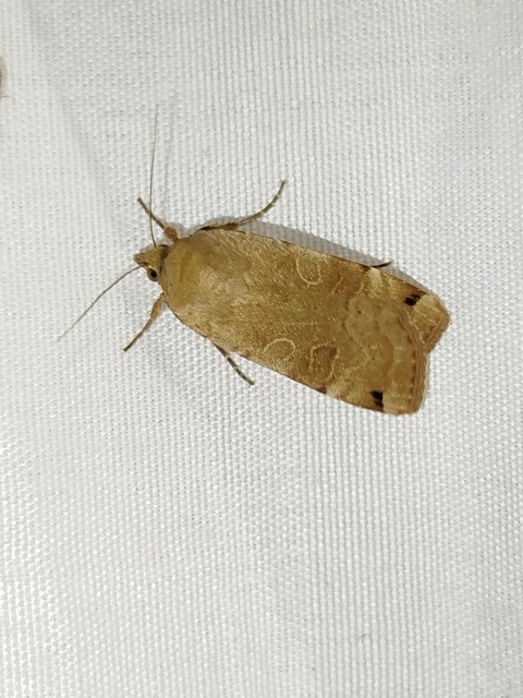 Noctua orbona - foltos sárgafűbagoly