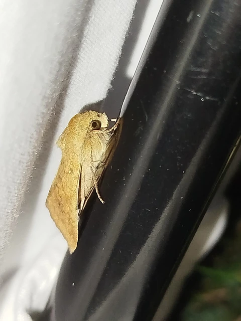 Helicoverpa armigera - kukorica-veteménybagoly