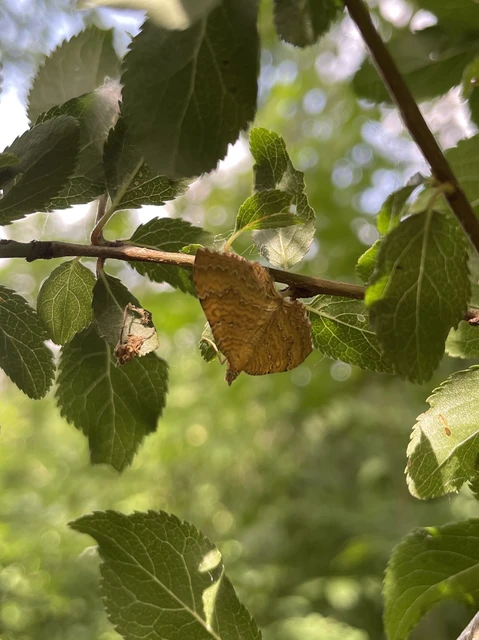 Camptogramma bilineata - kétvonalas sávosaraszoló