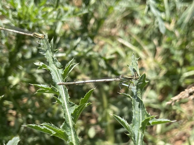 Platycnemis pennipes - széleslábú szitakötő