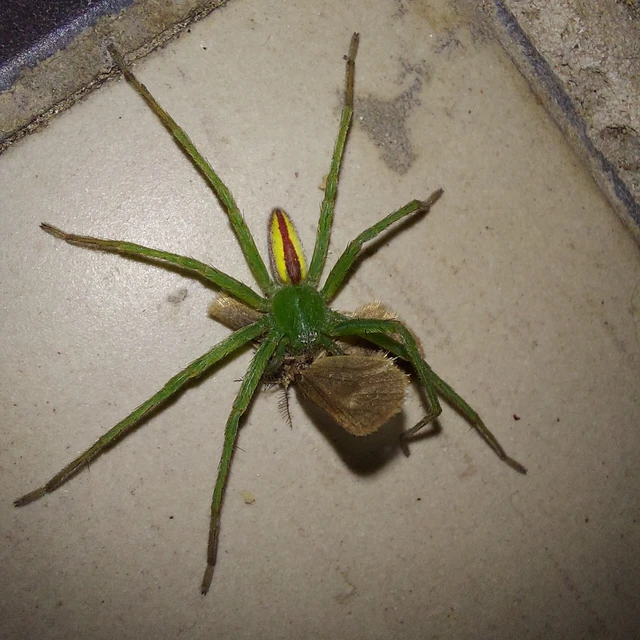 Micrommata virescens - hunyópók