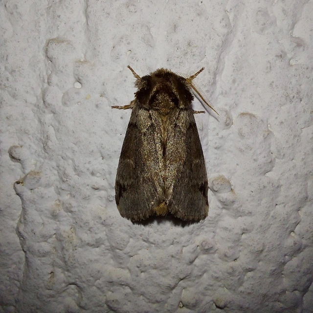Drymonia obliterata - feketefoltos púposszövő