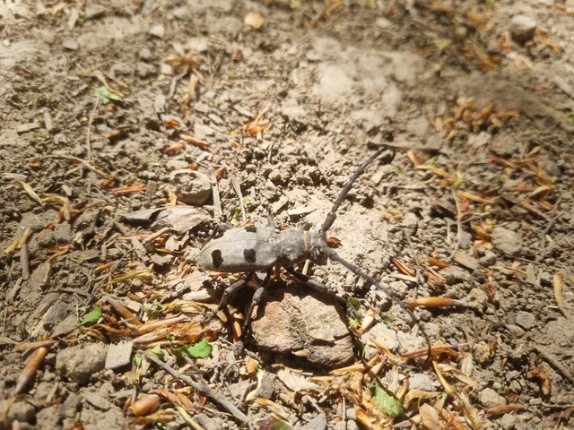 Morimus asper funereus - gyászcincér