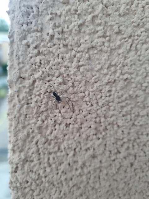 Philodromus dispar - lomb karolópók