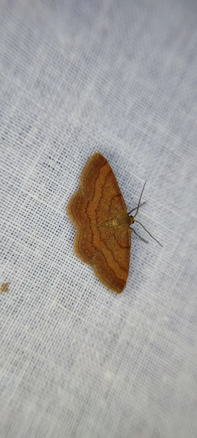 Scopula rubiginata - réti pirosaraszoló