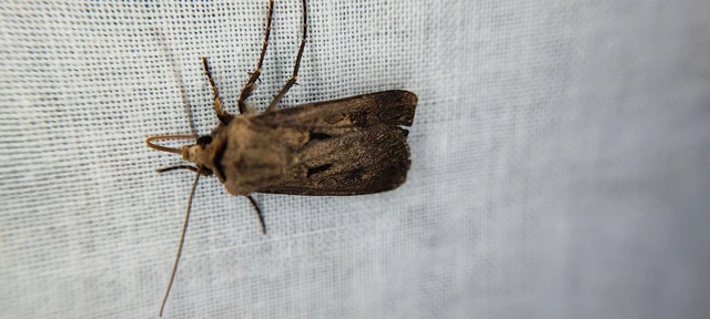 Agrotis exclamationis - felkiáltójeles földibagoly