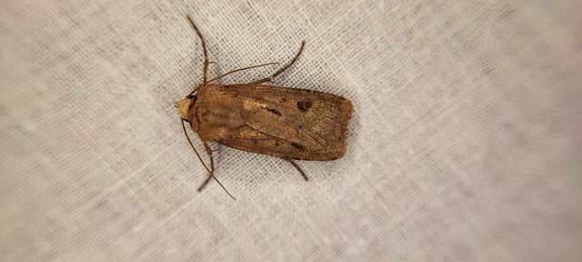 Agrotis exclamationis - felkiáltójeles földibagoly