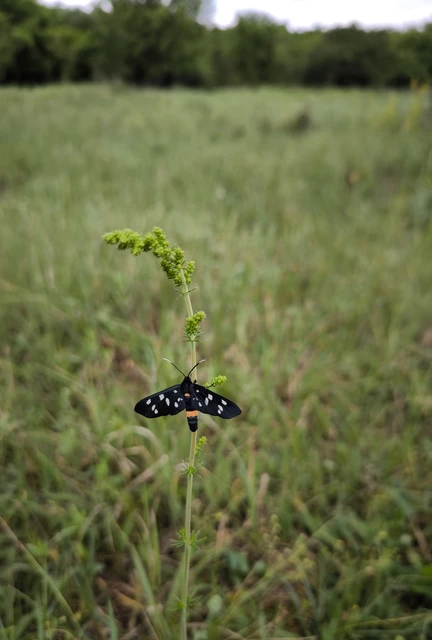 Amata phegea - fehérpettyes álcsüngőlepke