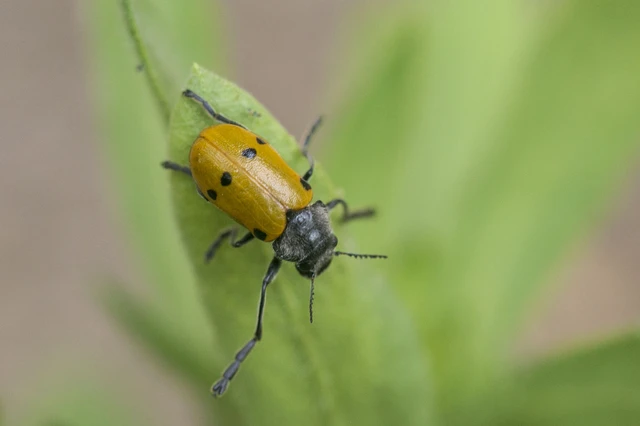 Lachnaia sexpunctata - szőrösnyakú zsákhordóbogár Lachnaia sexpunctata - szőrösnyakú zsákhordóbogár