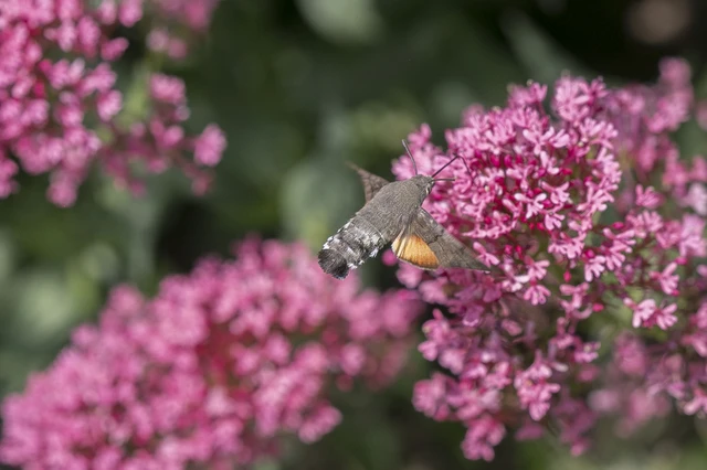 Macroglossum stellatarum - kacsafarkú szender