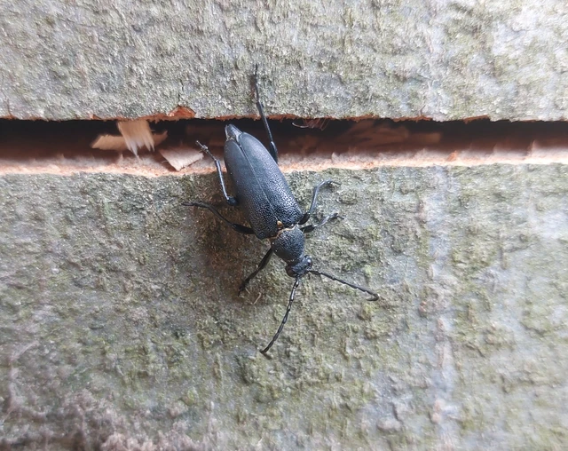 Stictoleptura scutellata - hegyi virágcincér