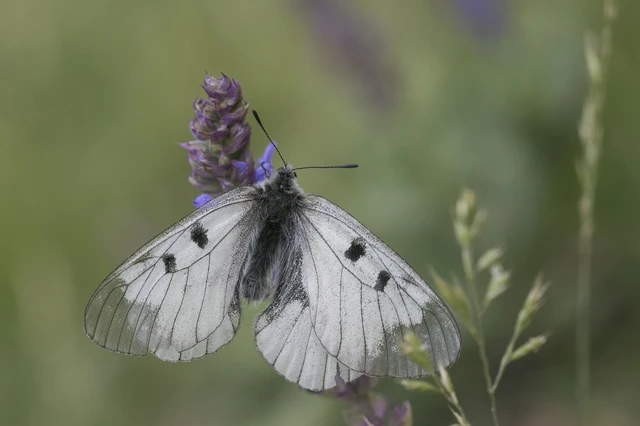 Parnassius mnemosyne - kis apollólepke