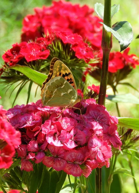 Argynnis pandora - zöldes gyöngyházlepke