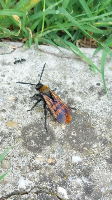 Megascolia maculata - óriás-tőrösdarázs