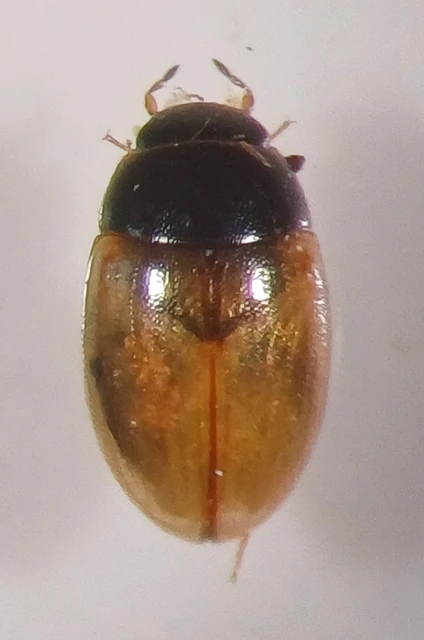 Hydrophilidae - csiborfélék