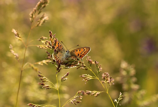 Lycaena tityrus - barna tűzlepke