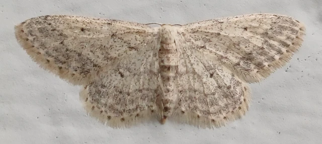 Idaea seriata - szürke apróaraszoló