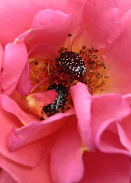 Oxythyrea funesta - sokpettyes virágbogár