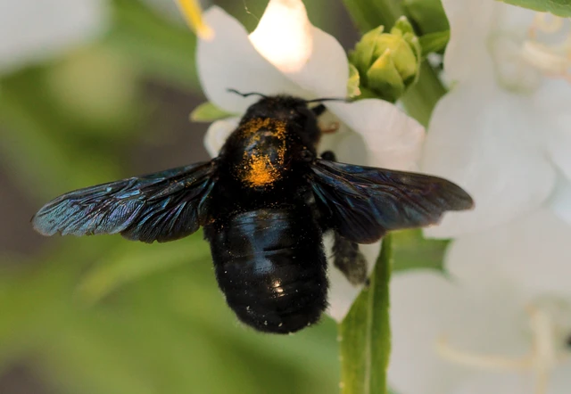 Xylocopa