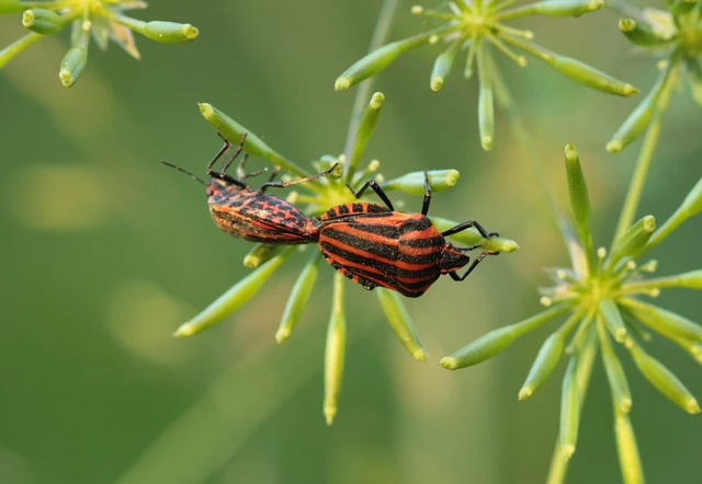 Graphosoma italicum - csíkos pajzsospoloska