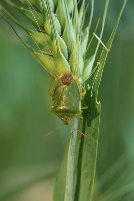 Palomena prasina - zöld bogyómászó-poloska Palomena prasina - zöld bogyómászó-poloska