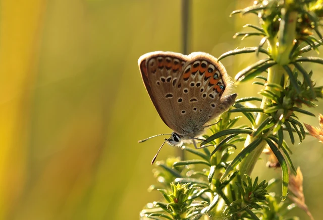 Plebejus argus - ezüstös boglárka