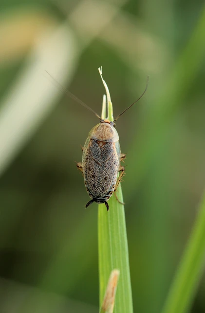 Blattodea - Csótányok Blattodea - Csótányok