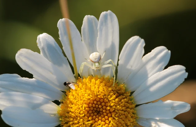 Misumena vatia - viráglakó karolópók