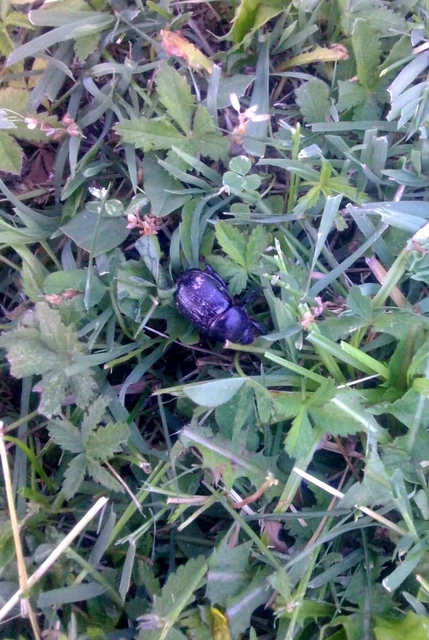 Pentodon idiota - butabogár