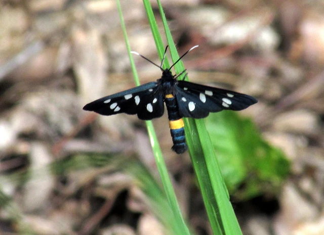 Amata phegea - fehérpettyes álcsüngőlepke