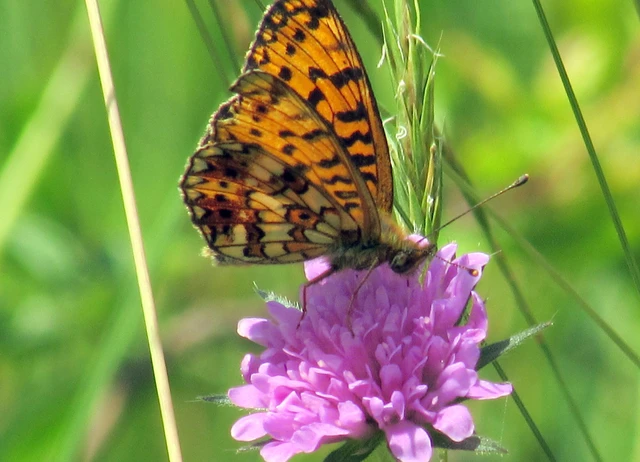 Boloria selene - fakó gyöngyházlepke
