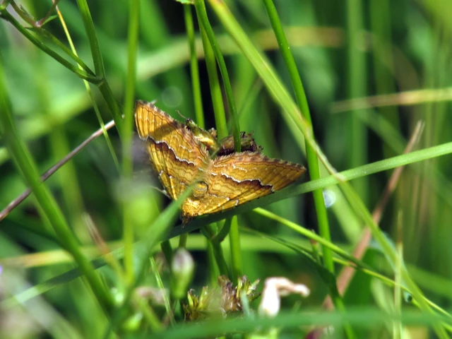 Camptogramma bilineata - kétvonalas sávosaraszoló