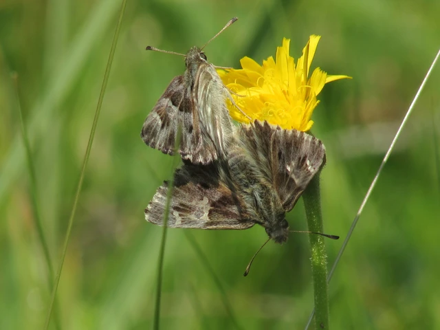 Carcharodus floccifera - pemetefű-busalepke
