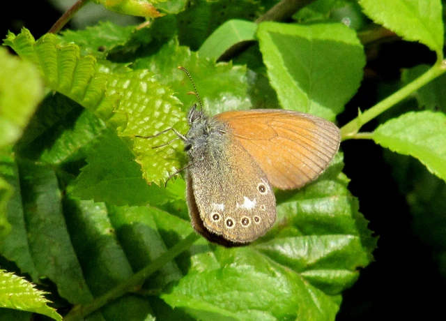 Coenonympha glycerion - közönséges szénalepke