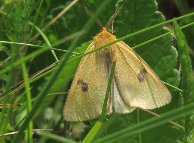 Diacrisia sannio - vörösszélű medvelepke