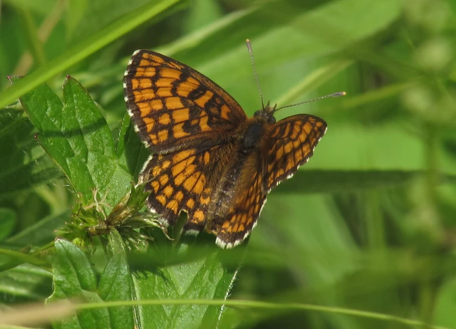 Melitaea athalia - közönséges tarkalepke