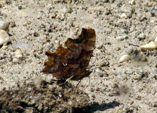 Nymphalis c-album - C-betűs lepke