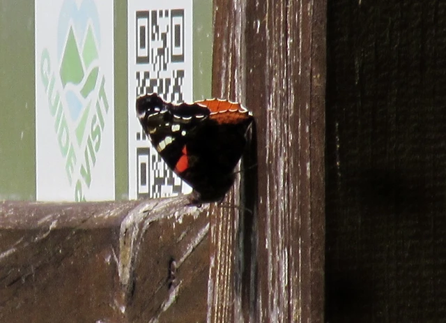 Vanessa atalanta - atalantalepke
