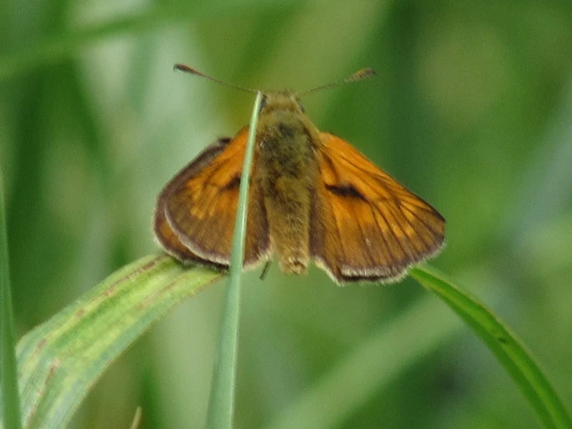 Ochlodes sylvanus - erdei busalepke