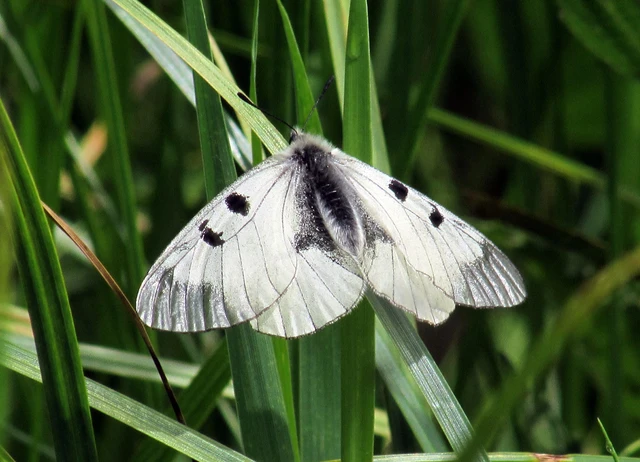 Parnassius mnemosyne - kis apollólepke