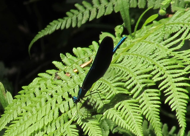 Calopteryx virgo - kisasszony-szitakötő