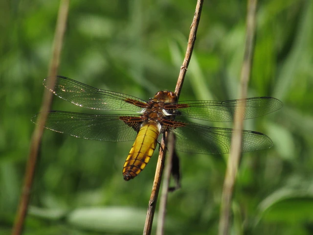 Libellula depressa - széles laposacsa