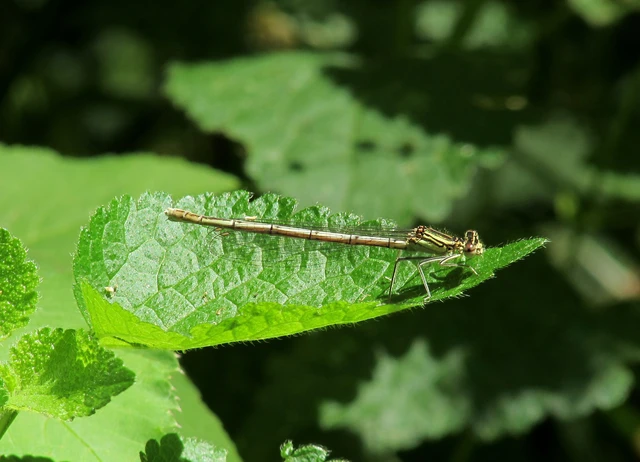 Platycnemis pennipes - széleslábú szitakötő