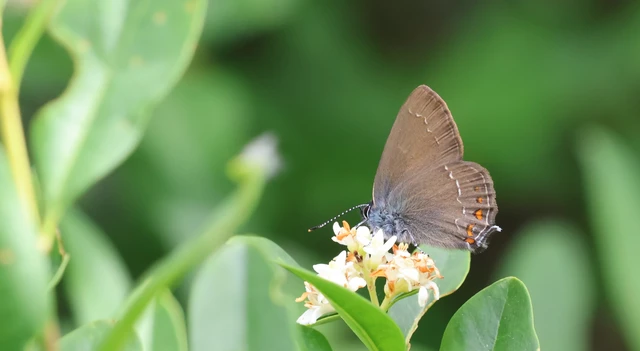 Satyrium ilicis - tölgyfa-csücsköslepke