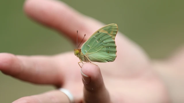Argynnis pandora - zöldes gyöngyházlepke