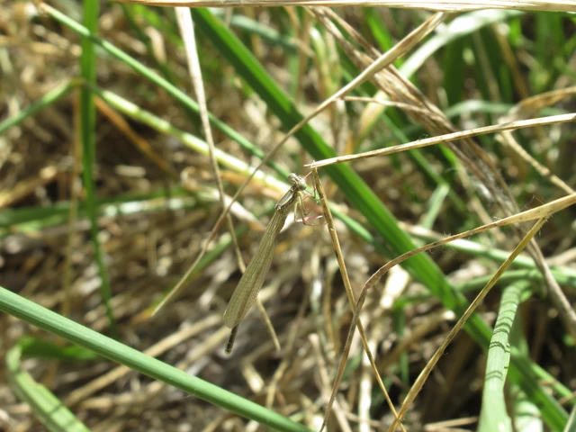 Platycnemis pennipes - széleslábú szitakötő